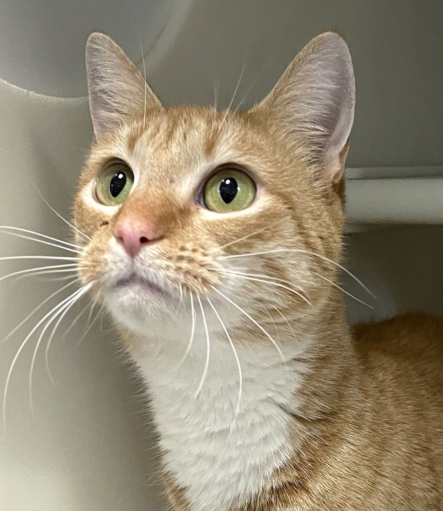 CHEESE - Tabby available for adoption