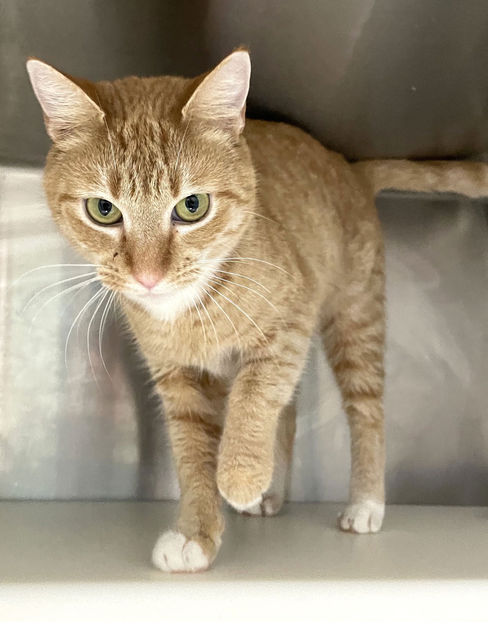 CHEESE - Tabby available for adoption