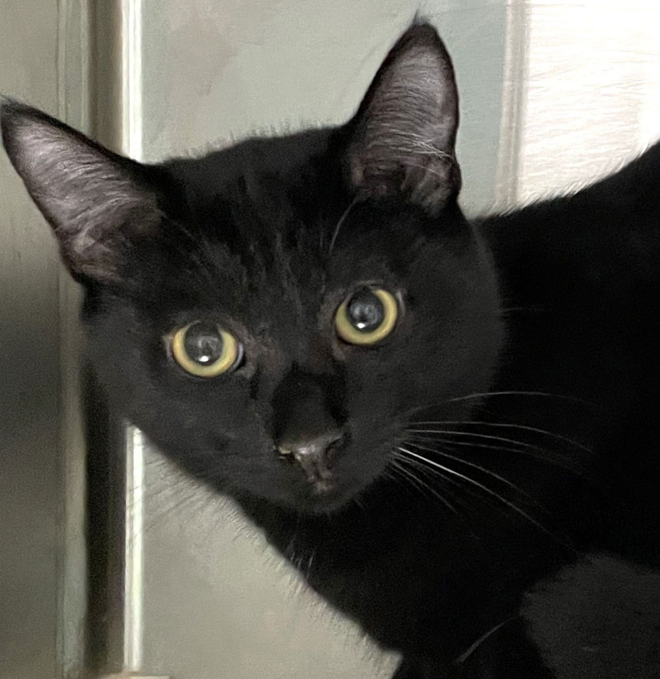 MAUI - Domestic Short Hair available for adoption