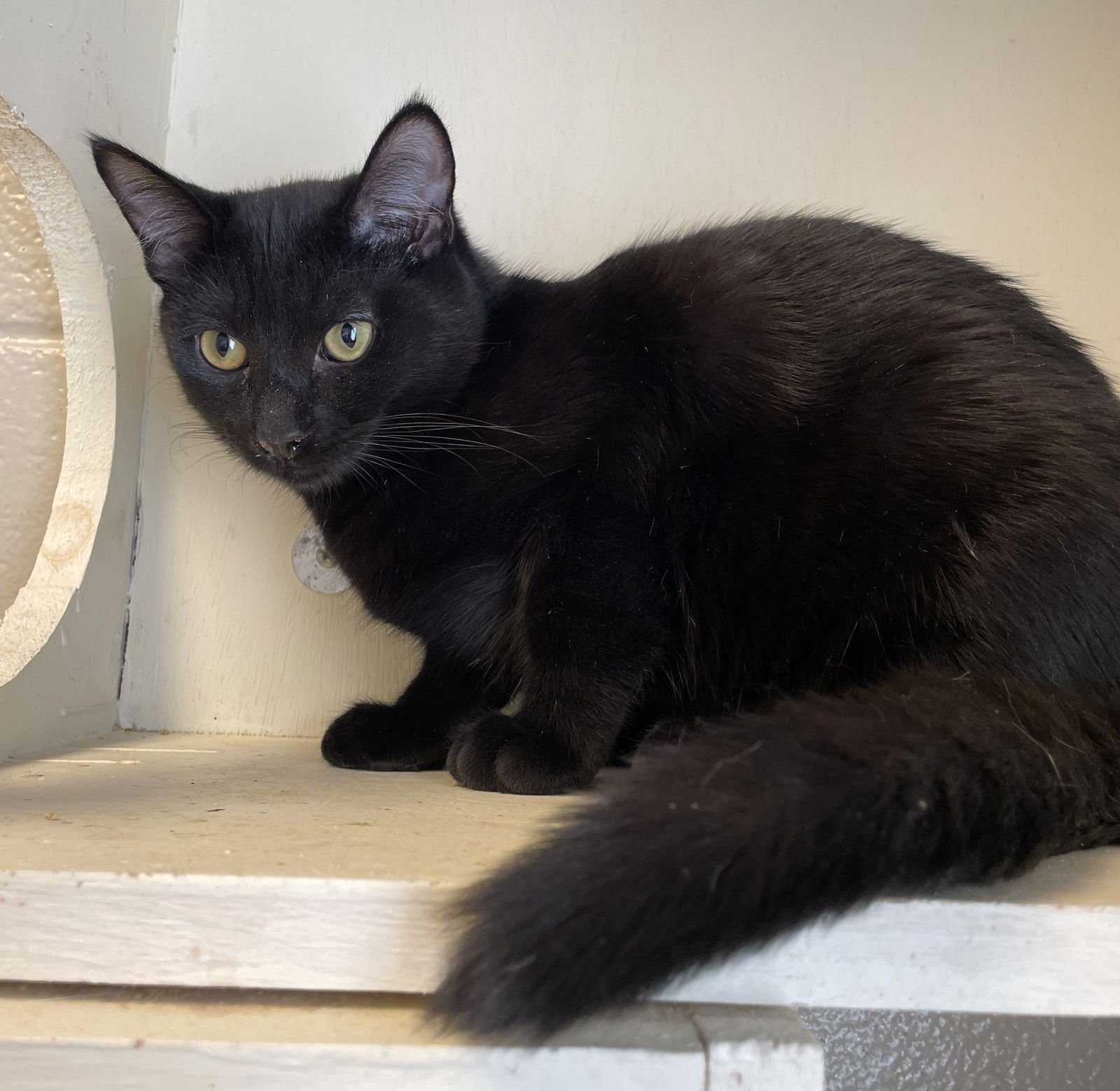 MAUI - Domestic Short Hair available for adoption