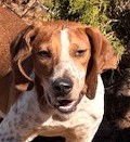 TRIGGER - Hound available for adoption