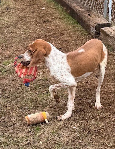 TRIGGER - Hound available for adoption