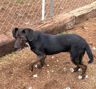 TAFFY - Hound available for adoption