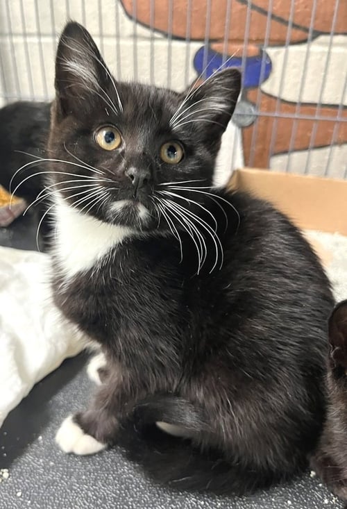 PISCES - Tuxedo available for adoption