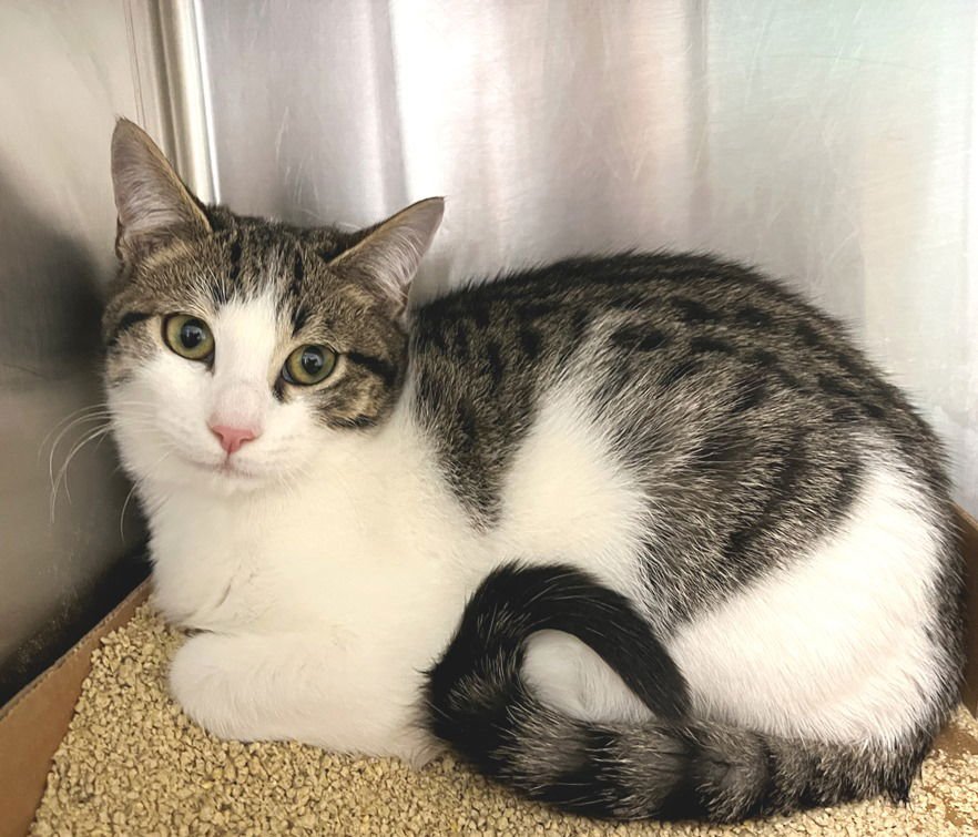 FELIZ - Tabby / Domestic Short Hair available for adoption