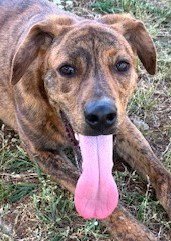 JAY - Mountain Cur available for adoption