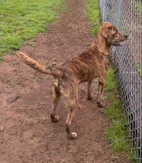 JAY - Mountain Cur available for adoption