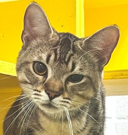 LIAM - Tabby available for adoption