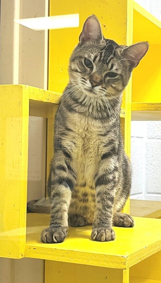 LIAM - Tabby available for adoption