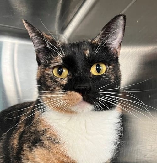 SHAYLA - Tortoiseshell available for adoption