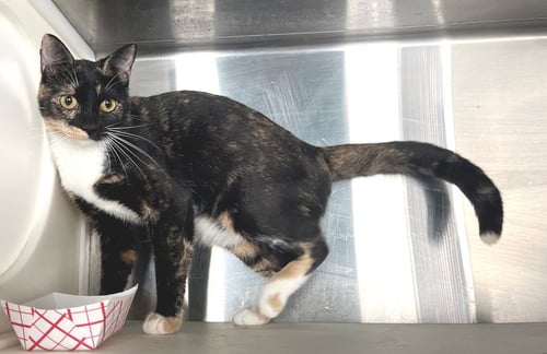 SHAYLA - Tortoiseshell available for adoption