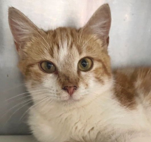 PIPPIN - Tabby available for adoption