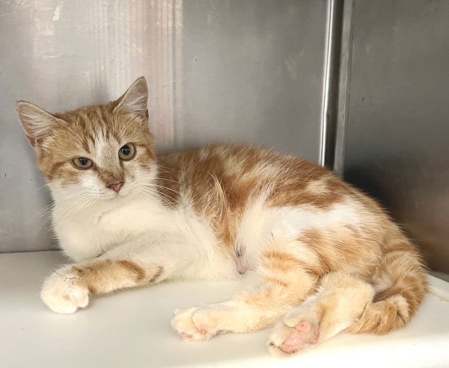 PIPPIN - Tabby available for adoption