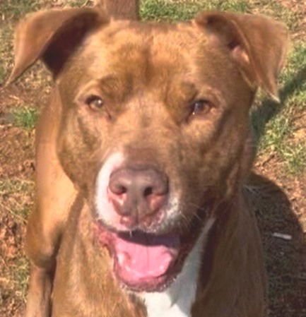 CHOC - Pit Bull Terrier available for adoption