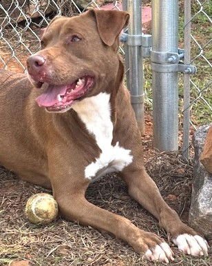 CHOC - Pit Bull Terrier available for adoption