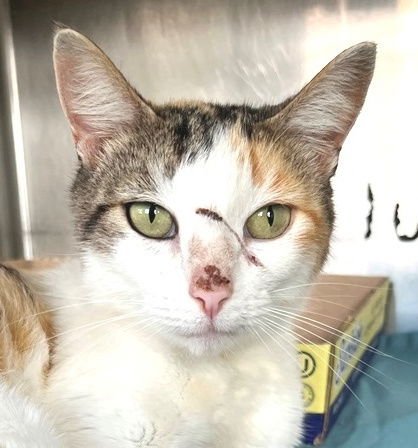 AURORA - Tabby / Calico available for adoption