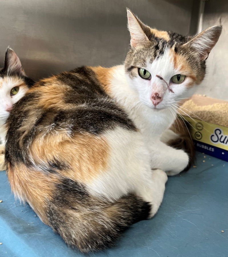 AURORA - Tabby / Calico available for adoption