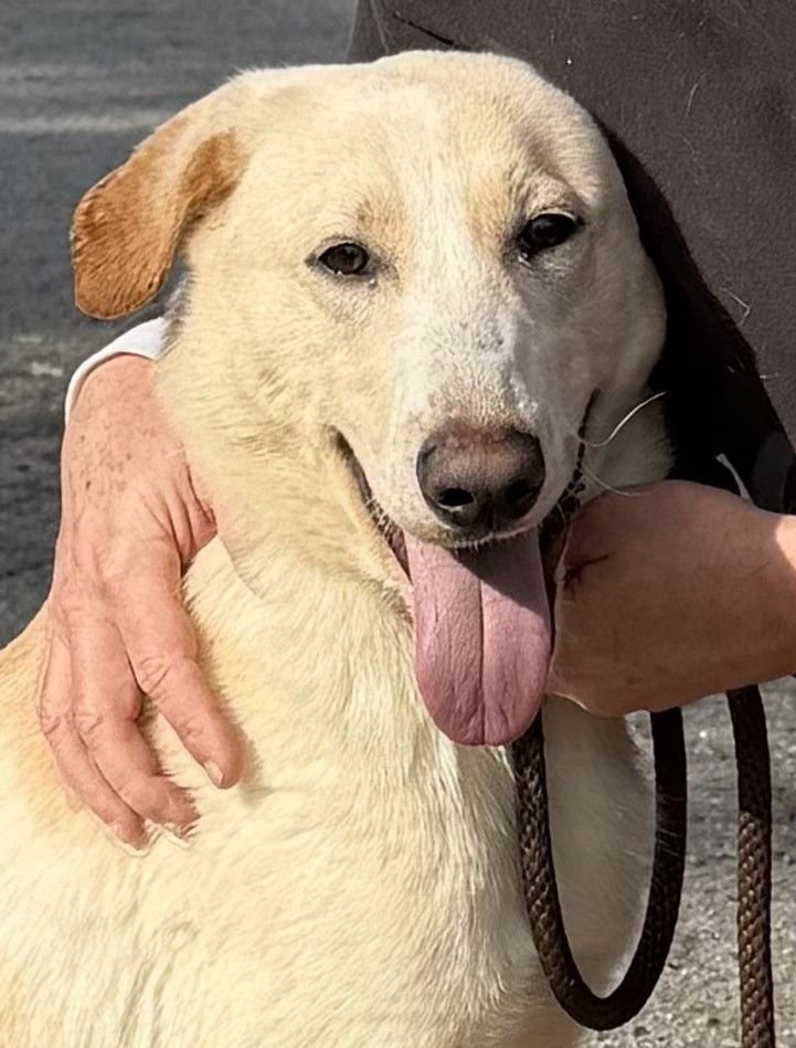 YANKEE - Collie / Labrador Retriever available for adoption