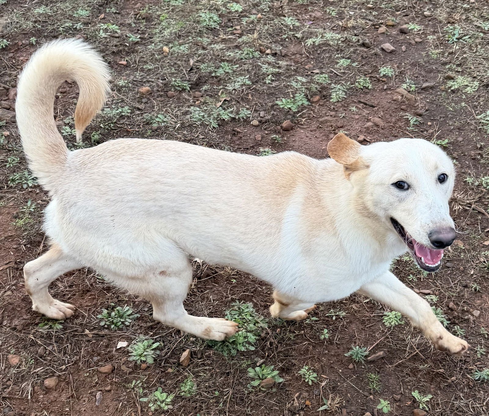 YANKEE - Collie / Labrador Retriever available for adoption