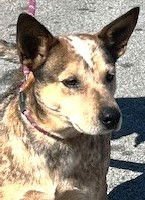 CHICKPEA - Red Heeler available for adoption