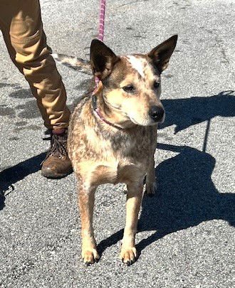 CHICKPEA - Red Heeler available for adoption