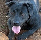 RORY - Pit Bull Terrier / Labrador Retriever available for adoption