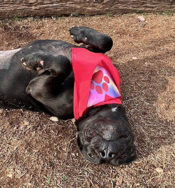 RORY - Pit Bull Terrier / Labrador Retriever available for adoption