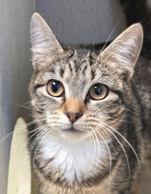 JOVIE - Tabby available for adoption