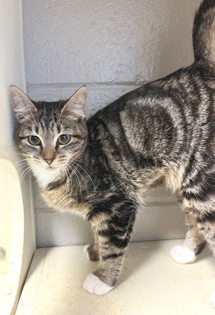 JOVIE - Tabby available for adoption