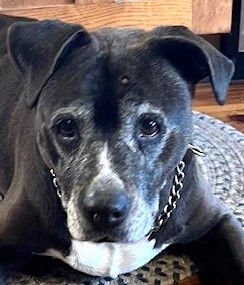 QUEENIE - Pit Bull Terrier available for adoption