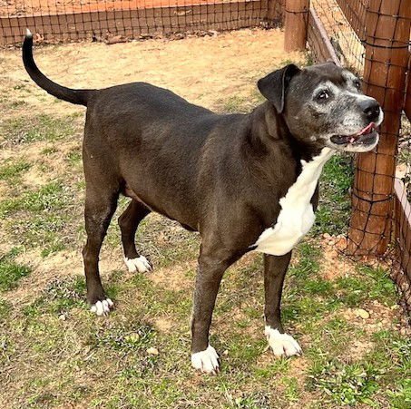 QUEENIE - Pit Bull Terrier available for adoption