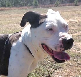 CASSIE - Pit Bull Terrier available for adoption