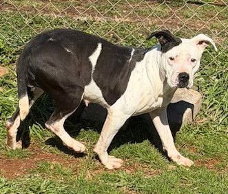 CASSIE - Pit Bull Terrier available for adoption