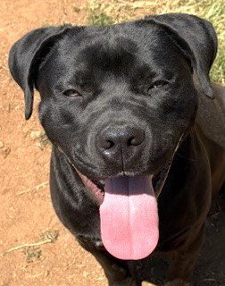 LOKI - Pit Bull Terrier / Labrador Retriever available for adoption