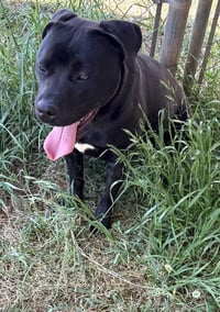Loki - Photo 2