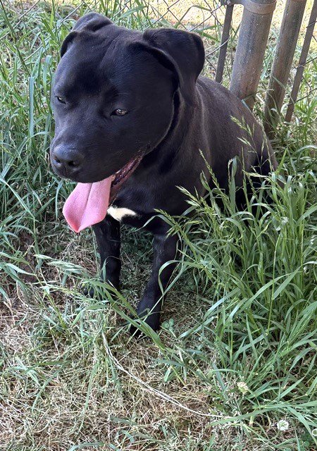 LOKI - Pit Bull Terrier / Labrador Retriever available for adoption