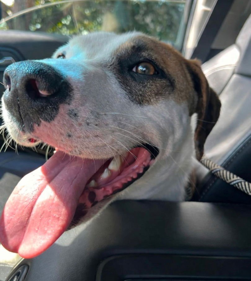 HASH BROWN - Hound available for adoption