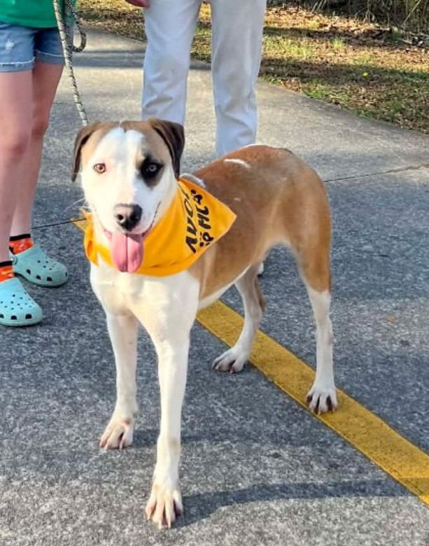 HASH BROWN - Hound available for adoption