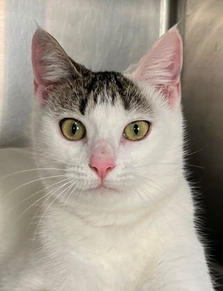 KENDALL - Domestic Short Hair available for adoption