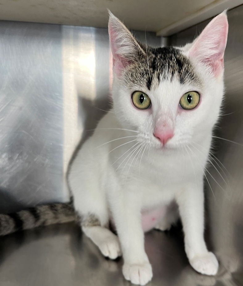 KENDALL - Domestic Short Hair available for adoption