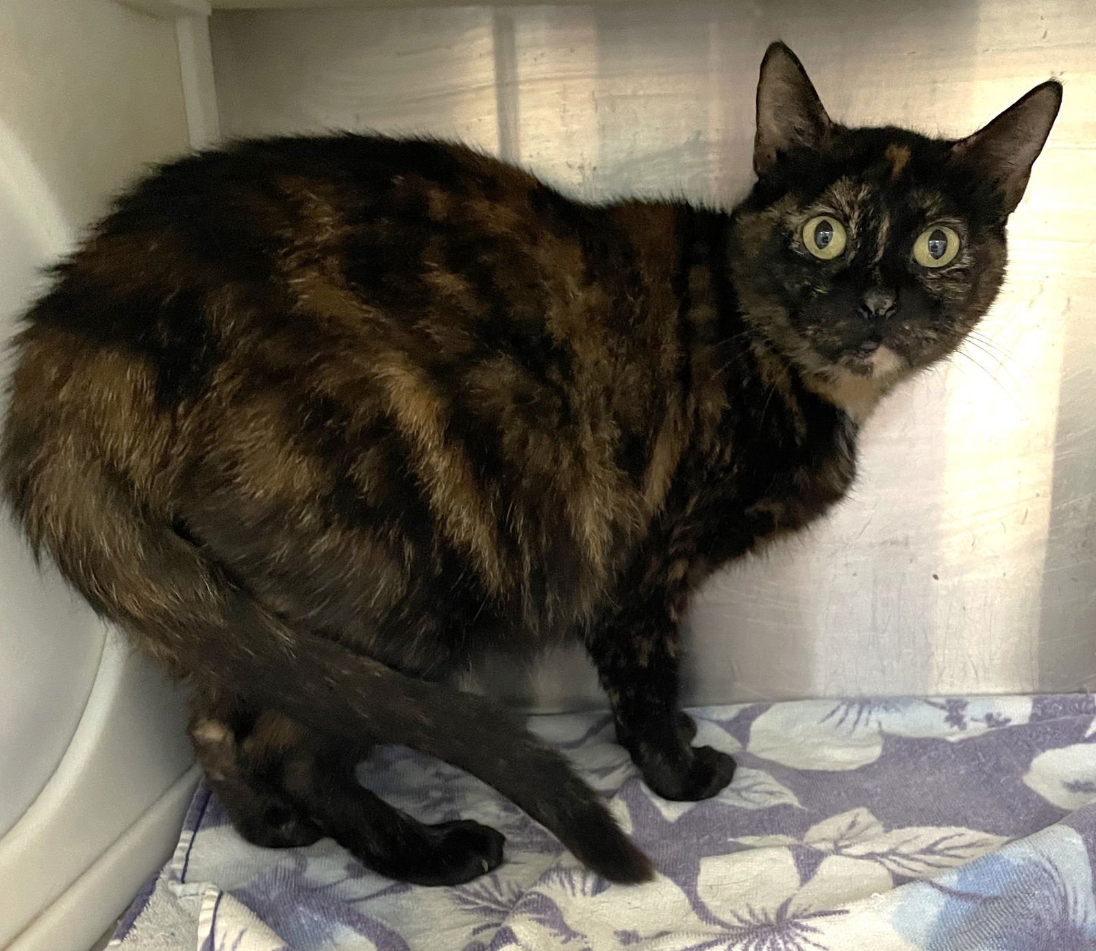 AGATHA - Tortoiseshell available for adoption