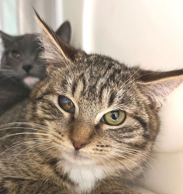 NOEL - Tabby / Calico available for adoption