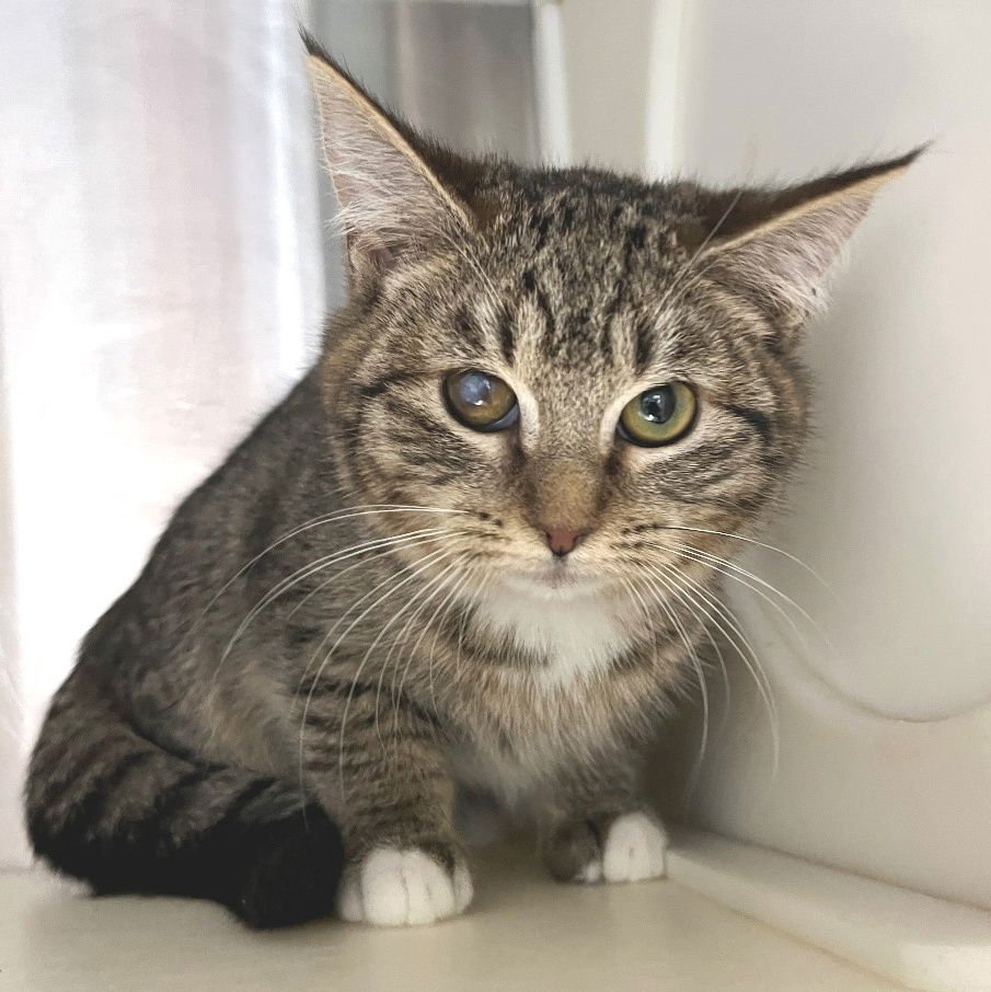 NOEL - Tabby / Calico available for adoption