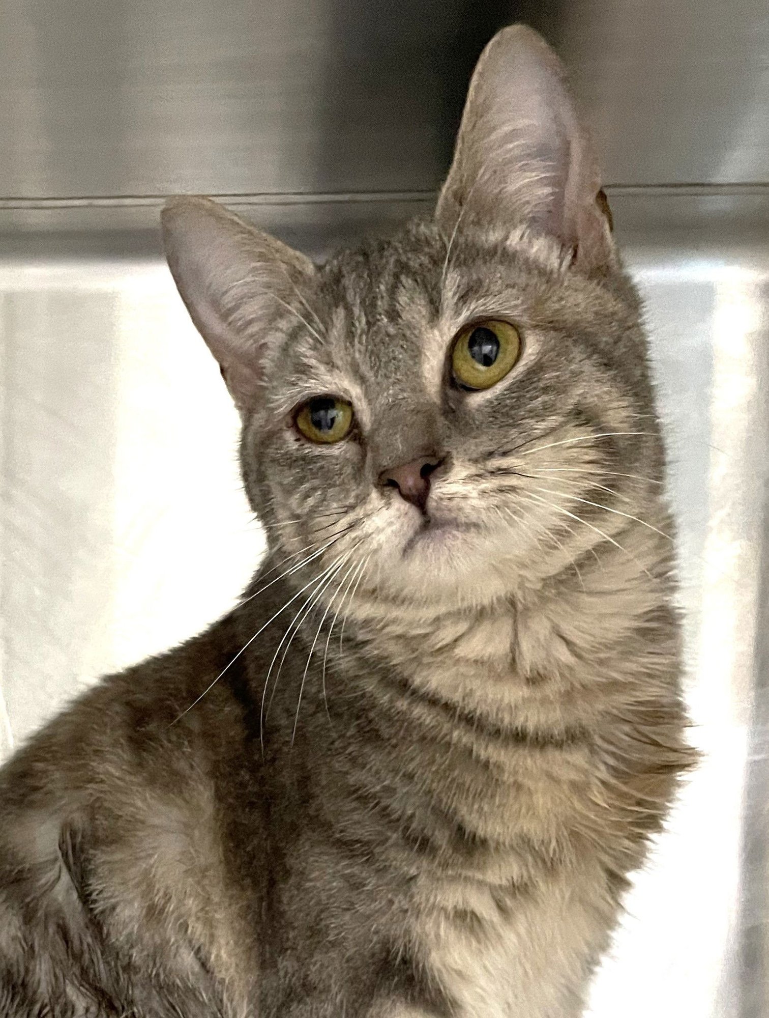 SWEET POTATO - Tabby / Dilute Calico available for adoption