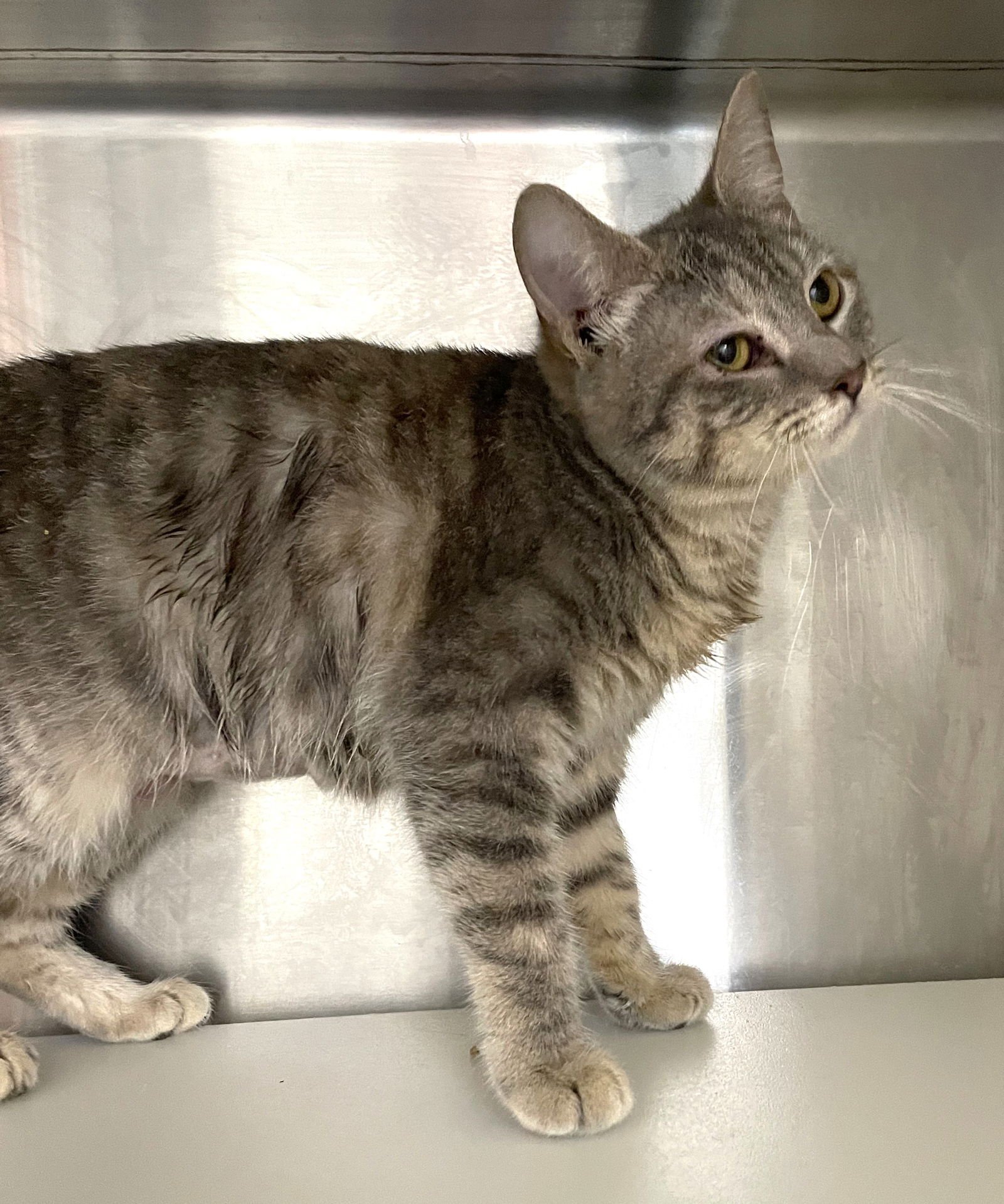 SWEET POTATO - Tabby / Dilute Calico available for adoption