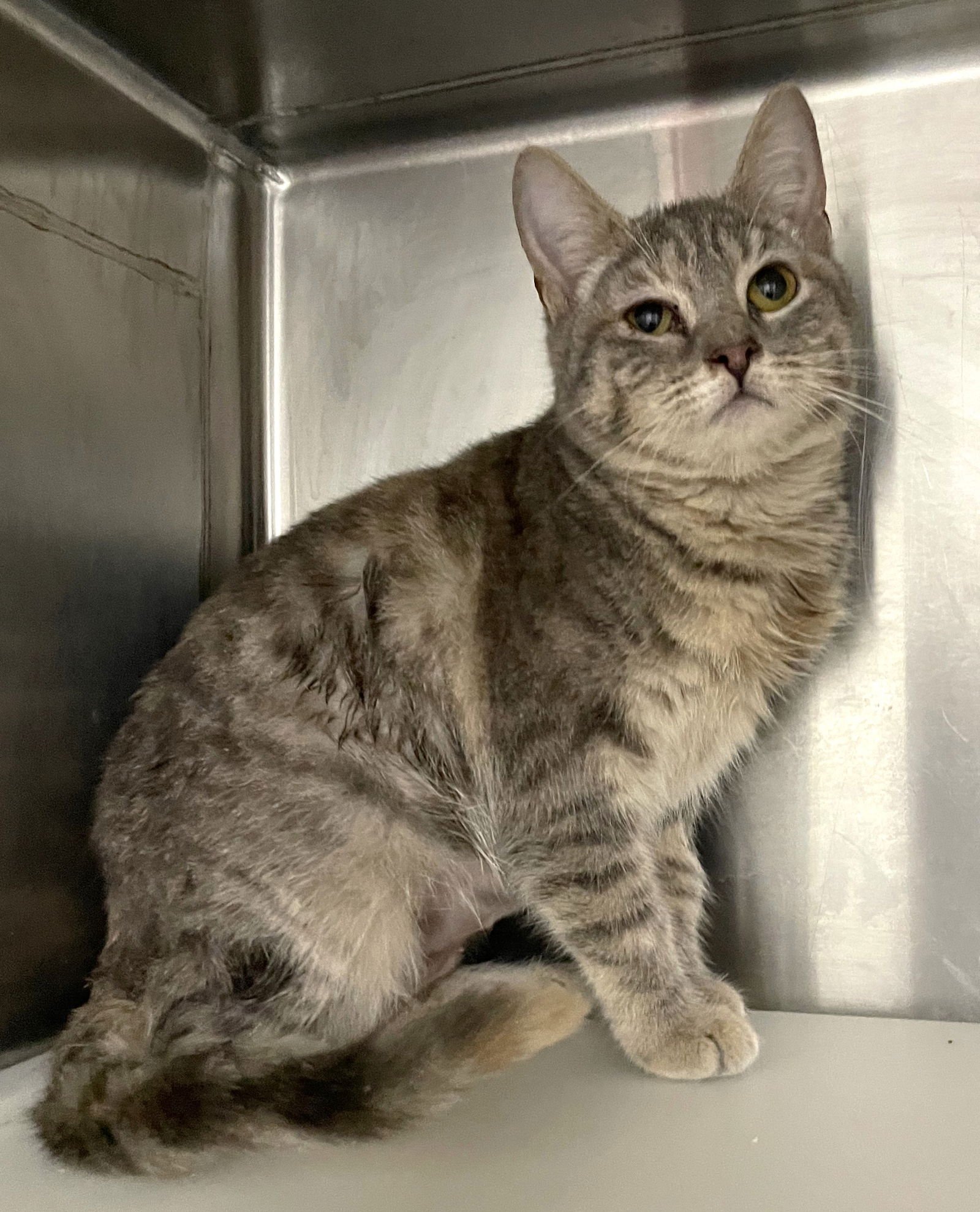 Sweet Potato - Photo 3