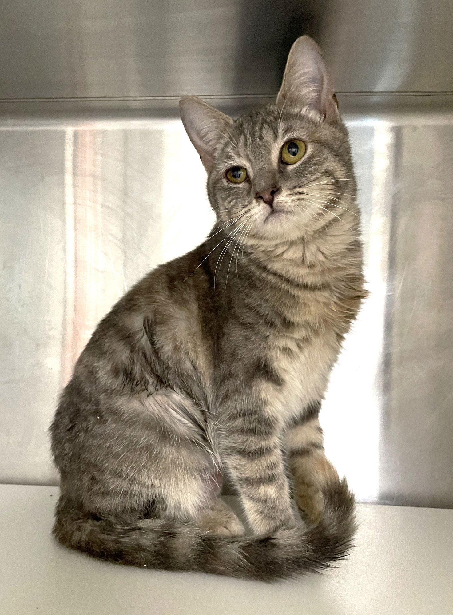 Sweet Potato - Photo 4