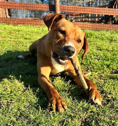 FRODO - Shepherd available for adoption