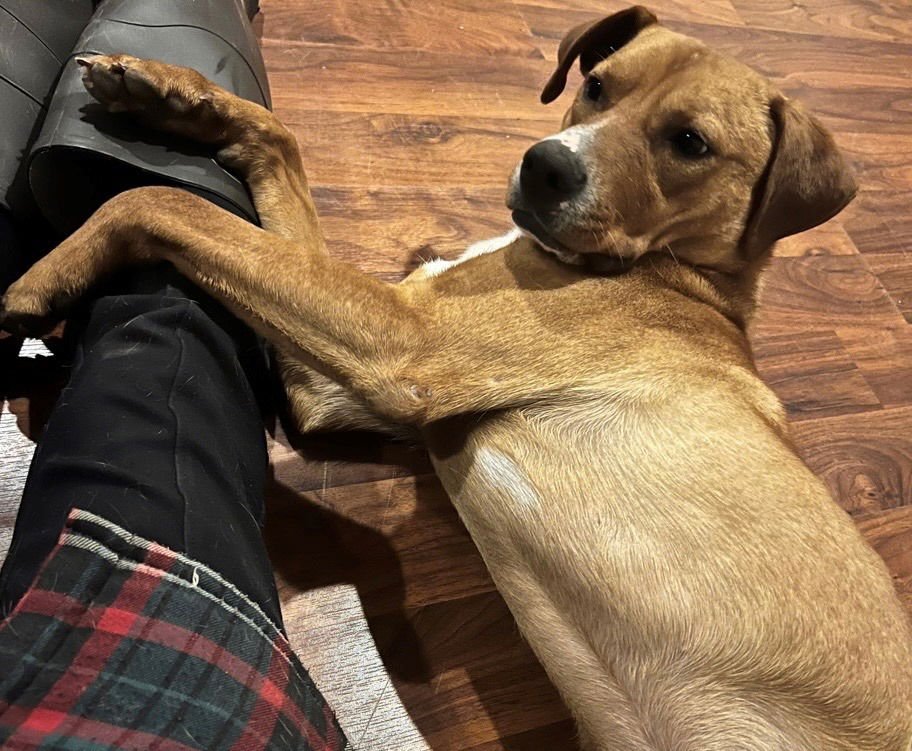 FRODO - Shepherd available for adoption