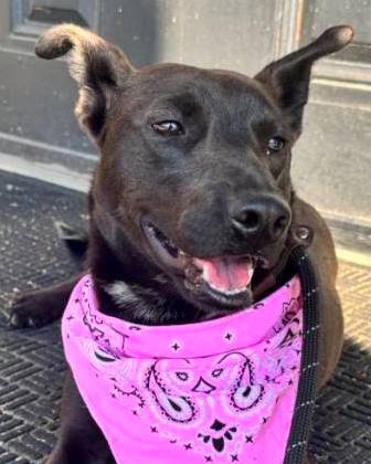 ATHA - Whippet / Labrador Retriever available for adoption